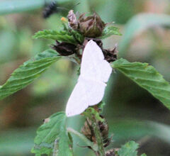 Scopula umbilicata