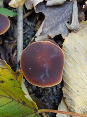 Macrocystidia cucumis