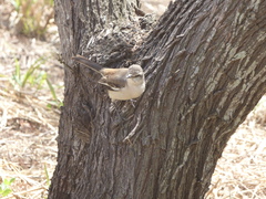Mimus triurus