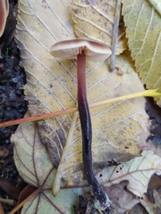 Macrocystidia cucumis