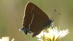 Satyrium spini