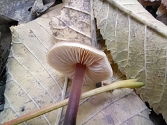 Macrocystidia cucumis