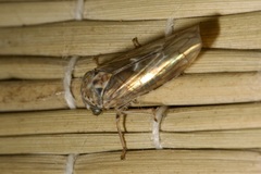 Idiocerus stigmaticalis