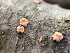 Aleurodiscus amorphus