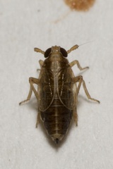 Dicranotropis hamata