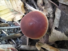 Macrocystidia cucumis