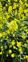 Brassica napus