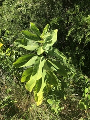 Asclepias syriaca
