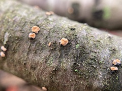 Aleurodiscus amorphus