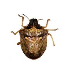 Eysarcoris aeneus