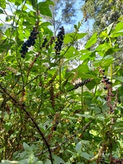 Phytolacca