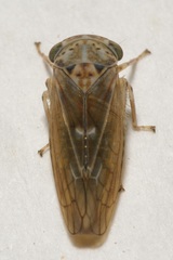 Idiocerus stigmaticalis