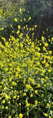 Brassica napus
