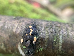 Aleurodiscus amorphus