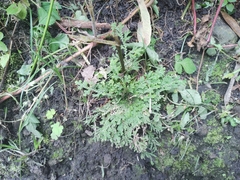 Selaginella delicatula