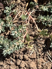 Euphorbia stictospora