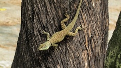 Tropidurus catalanensis