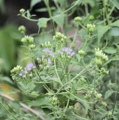 Chromolaena odorata