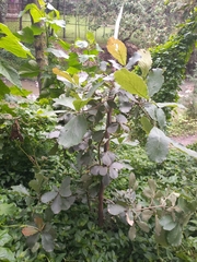 Quercus rugosa