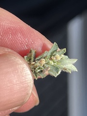 Euphorbia stictospora