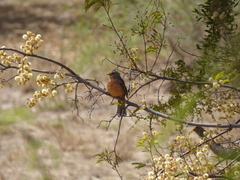 Phytotoma rutila