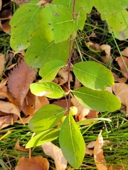 Symphoricarpos occidentalis