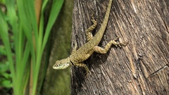 Tropidurus catalanensis