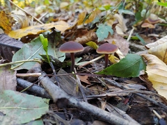 Macrocystidia cucumis