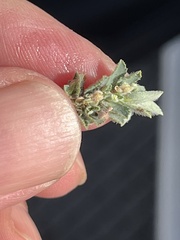 Euphorbia stictospora