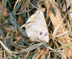 Psamatodes abydata