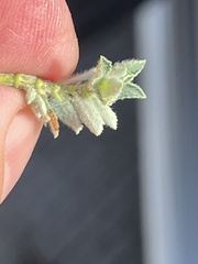 Euphorbia stictospora
