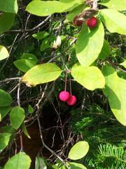 Ilex mucronata image