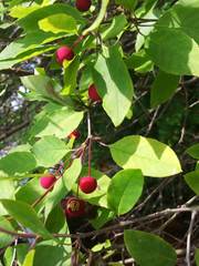 Ilex mucronata image