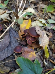 Macrocystidia cucumis