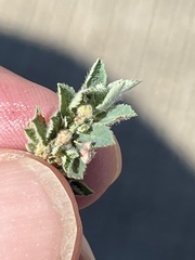 Euphorbia stictospora