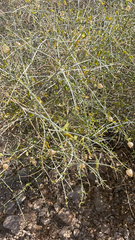 Scutellaria mexicana