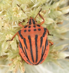 Graphosoma semipunctatum