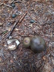 Rhodocollybia asema