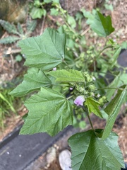 Malva nicaeensis