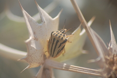 Graphosoma semipunctatum
