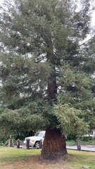 Sequoia sempervirens