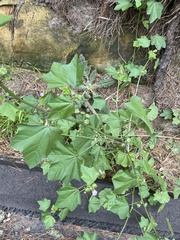 Malva nicaeensis
