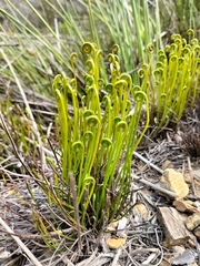 Schizaea pectinata