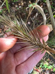 Elymus