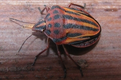 Graphosoma semipunctatum