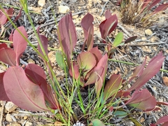 Protea acaulos