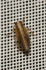 Dicranotropis hamata