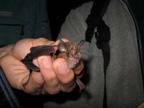 Greater Horseshoe Bat