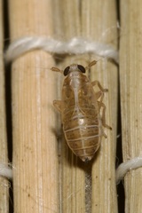 Dicranotropis hamata