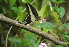 Heraclides hectorides